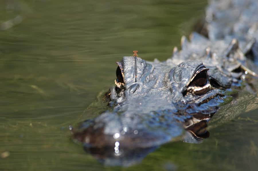Everglades National Park: Mangrove Tunnel Kayak Eco-Tour - Key highlights at a glance