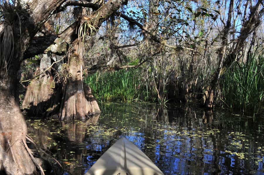 Everglades National Park: Mangrove Tunnel Kayak Eco-Tour - Wildlife spotting from a kayak: What to watch for (and what to accept)