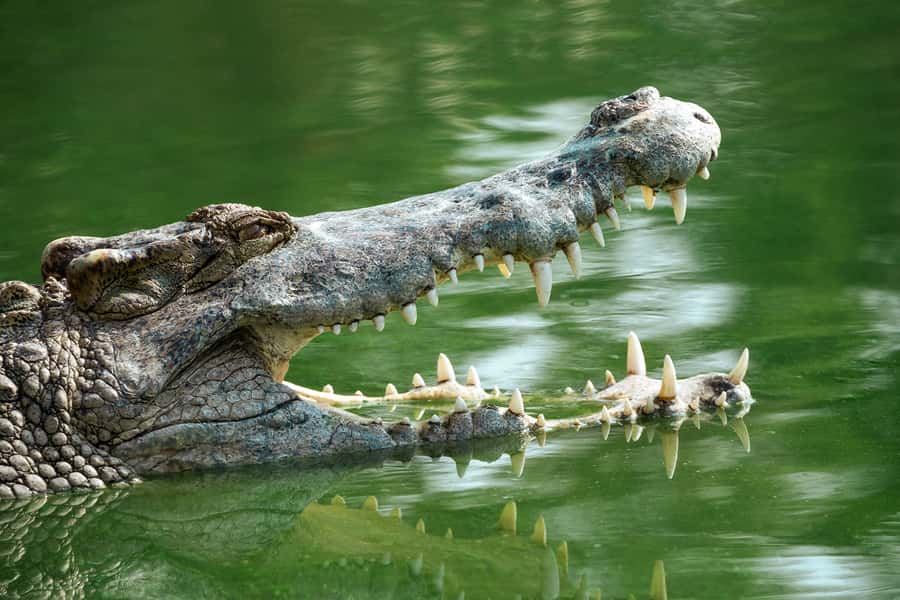 Everglades National Park: Mangrove Tunnel Kayak Eco-Tour - Heat, sun, and bugs: the practical stuff that decides comfort