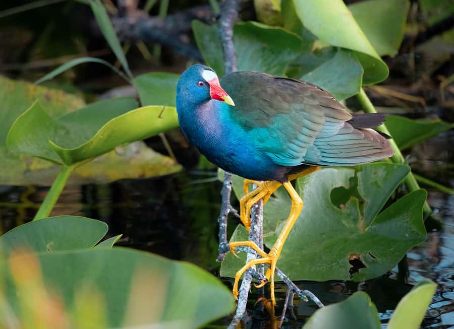 Everglades National Park: Mangrove Tunnel Kayak Eco-Tour - What’s included for $109: Value check, not just sticker price