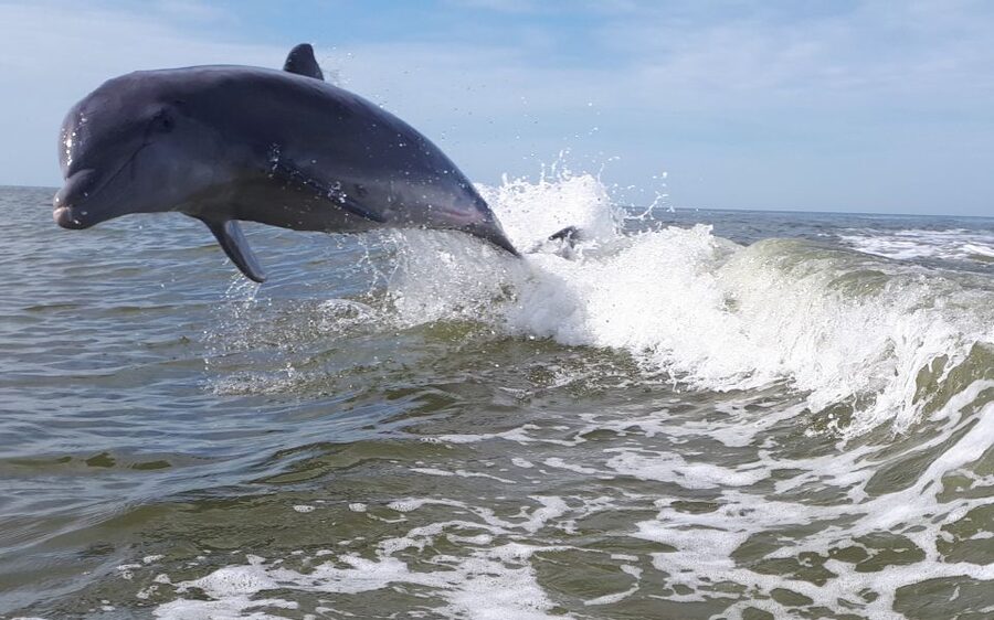 Everglades National Park: Motorboat Eco Tour - Should You Book This Tour?