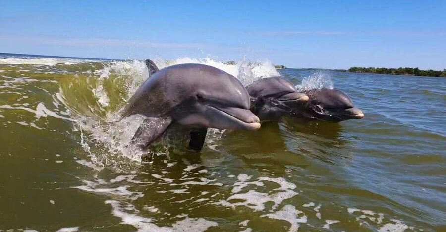Everglades National Park: Motorboat Eco Tour - Wildlife Viewing With Actual Close-Range Chances
