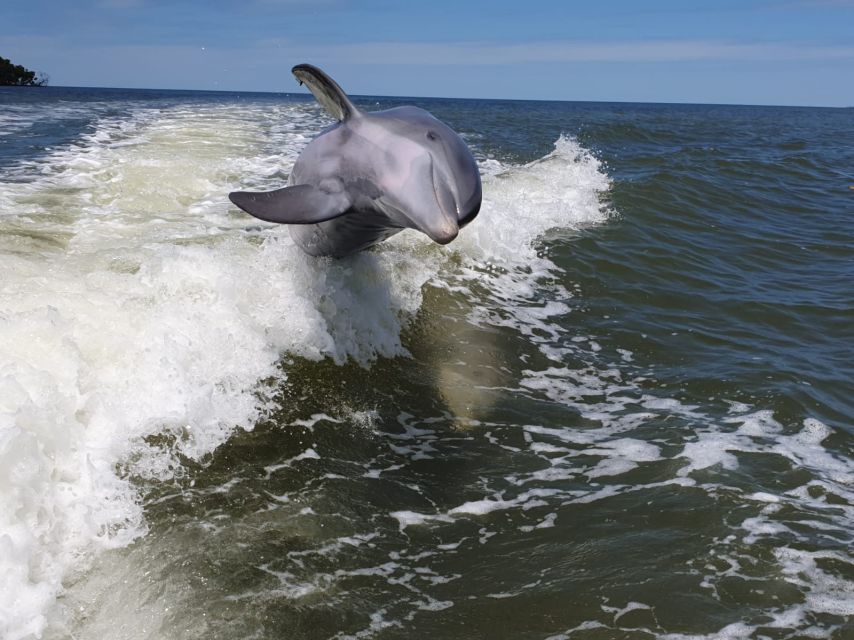 Everglades National Park: Motorboat Eco Tour - The Island Stop: Shell Hunting and Calusa Clues