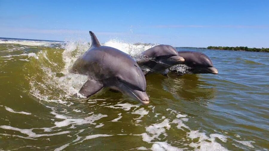 Everglades National Park: Motorboat Eco Tour - Price and Value: How $173 Makes Sense for the Right Day