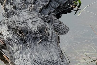 Everglades National Park Naturalist Led Hike, 2 Boat Trips + More - Miccosukee airboat: the River of Grass feel you can’t fake