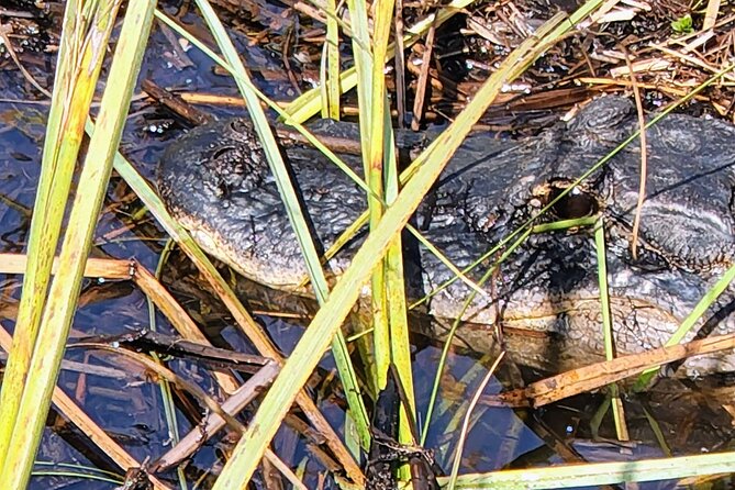 Everglades National Park Naturalist Led Hike, 2 Boat Trips + More - Lunch in Everglades City: a real meal, not a token sandwich