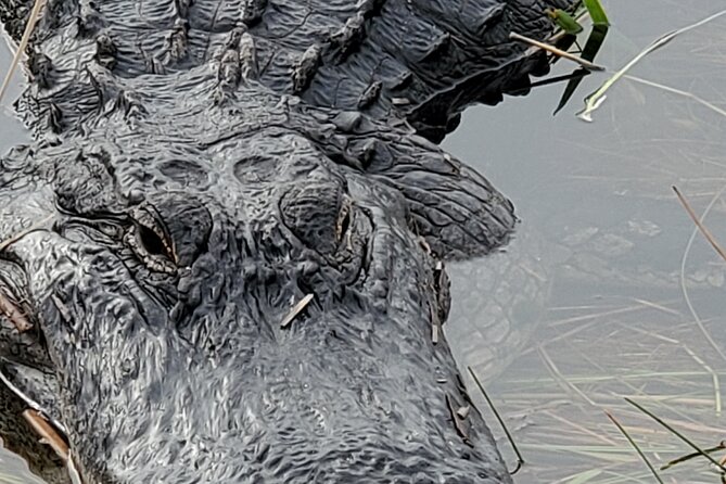 Everglades National Park Naturalist Led Hike, 2 Boat Trips + More - Miccosukee airboat: the River of Grass feel you can’t fake