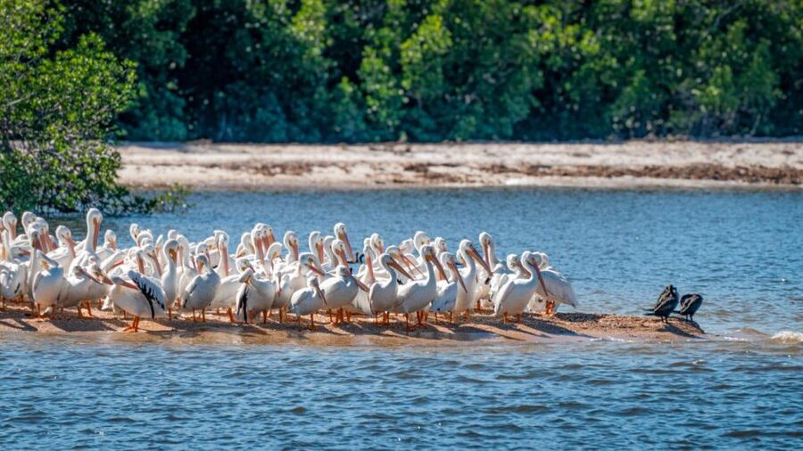 Everglades National Park: Pontoon Boat Tour & Boardwalk - Key things to know before you go