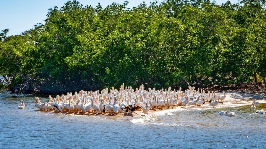 Everglades National Park: Pontoon Boat Tour & Boardwalk - What can go wrong (and how to handle it)
