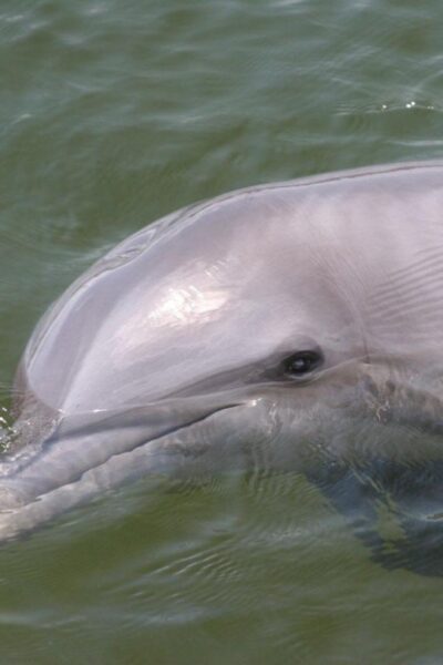 Everglades National Park: Pontoon Boat Tour & Boardwalk - Where you start: Marjory Stoneman Douglas Visitor Center check-in