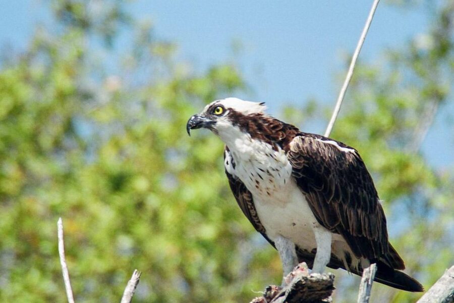 Everglades National Park: Pontoon Boat Tour & Boardwalk - Pricing and value: is $60 per person fair for what you get?