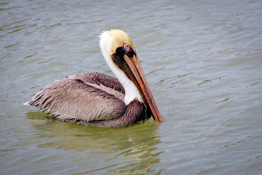 Everglades National Park: Pontoon Boat Tour & Boardwalk - Who this tour is best for
