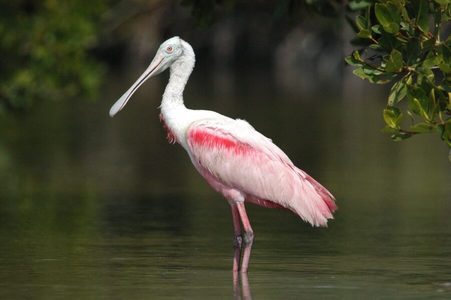 Everglades National Park: Private 2.5-Hour Photo Safari - Key Highlights You’ll Care About