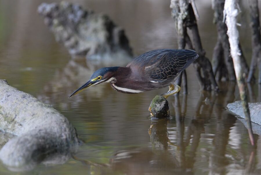 Everglades National Park: Private 2.5-Hour Photo Safari - Why This Private Everglades Photo Safari Feels Different