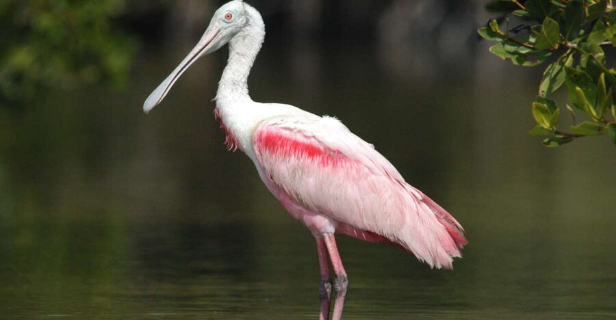 Everglades National Park: Private 2.5-Hour Photo Safari - Birding Focus: Roosts, Rookeries, and What You’ll Likely See