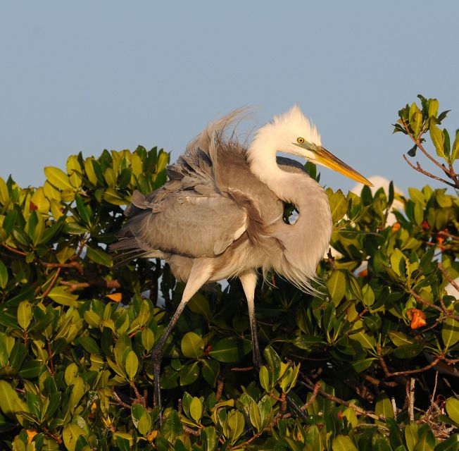 Everglades National Park: Private 2.5-Hour Photo Safari - The Small Boat Advantage: Getting Into the Real Birding Water