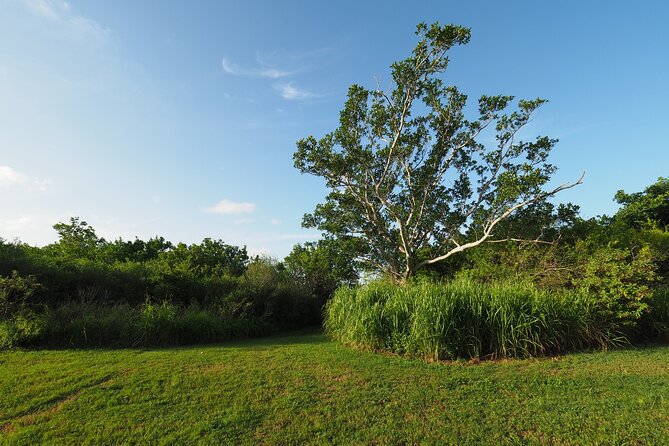 Everglades National Park: Self Guided Driving Audio Tour - Wildlife watching style tips that match this route
