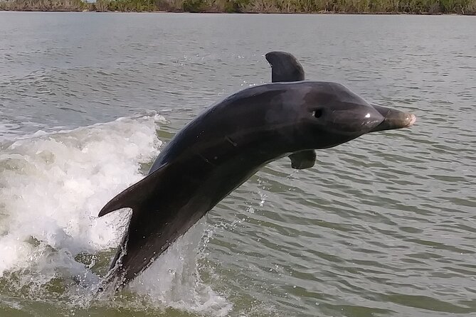 Everglades Small Group Guided Boating and Walking Expedition - Wildlife spotting: dolphins, manatees, and a whole cast of birds