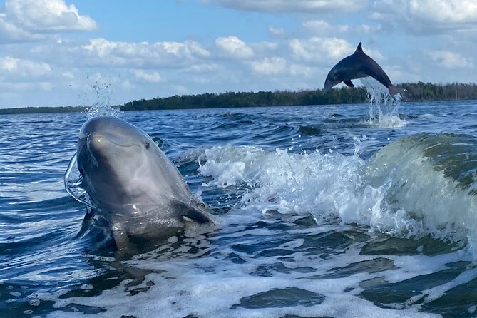 Everglades Small Group Guided Boating and Walking Expedition - Who should book this tour (and who should look elsewhere)