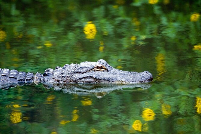 Everglades Small Group Guided Boating & Walking Tour Expedition - Key things I’d plan around before you go