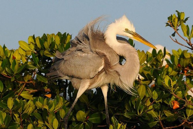 Everglades Small Group Guided Boating & Walking Tour Expedition - On-water wildlife spotting: what you’re likely to see