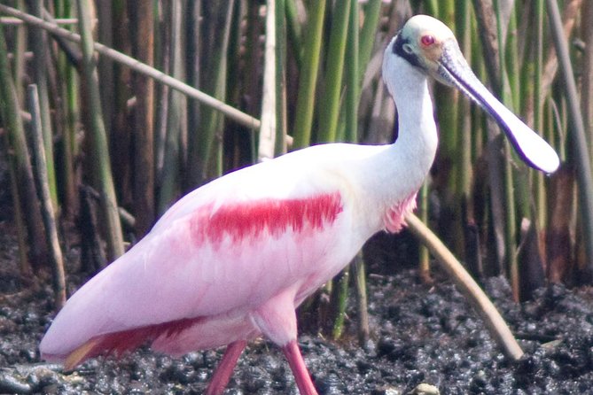 Everglades Small Group Guided Boating & Walking Tour Expedition - Price and value: $199.95 for 3.5 hours in a small boat