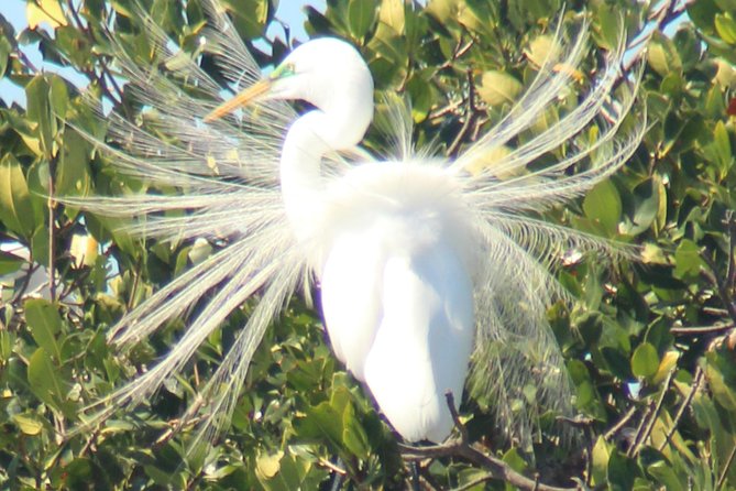Everglades Small Group Guided Boating & Walking Tour Expedition - Who should book this Everglades small-group expedition