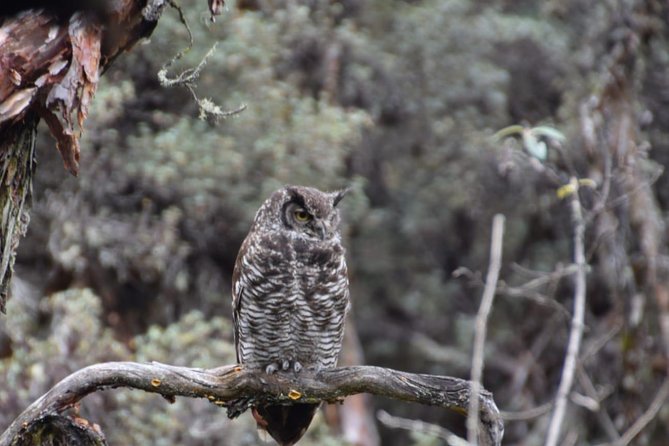 Excursion to the National Park "El Cajas" - What the guide changes: birding, plants, and staying un-rushed