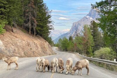 Explore Banff National Park with Our Premium Day Tour - Small-Group Touring (Max 12) and Why It Changes the Mood