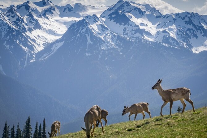 Explore Olympic National Park from Seattle through Van /Ferry - Lake Crescent: a short stop that can still feel meaningful