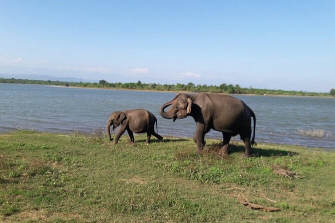 Explore The Beauty Of Udawalawe National Park From South Coast During 01 Day - Why Udawalawe From Galle Makes Sense for a One-Day Safari
