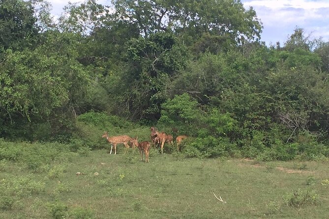 Explore The Beauty Of Udawalawe National Park From South Coast During 01 Day - Elephant Transit Home Milk Feeding: Quick Stop, Big Emotional Payoff