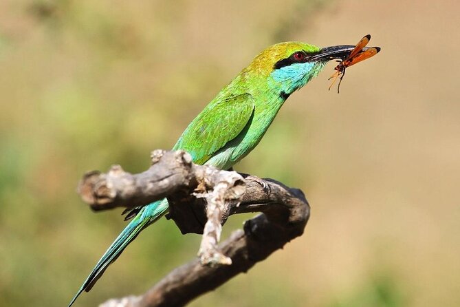 Explore The Beauty Of Udawalawe National Park From South Coast During 01 Day - Your Guide Matters: Bhathiya, Noman, and the Value of Good Explanations