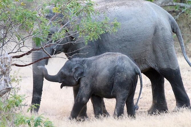 Explore The Beauty Of Udawalawe National Park From South Coast During 01 Day - Who This Tour Fits Best (and Who Should Rethink)
