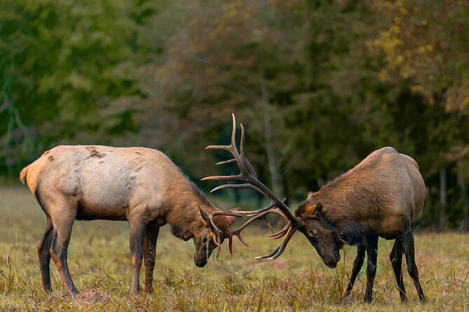 Fall Private Elk Rut Rocky Mountain National Park Tour - Key Highlights Worth Planning Around