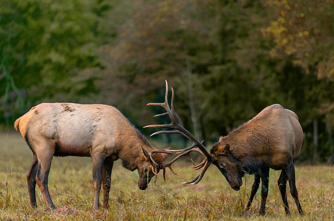 Fall Private Elk Rut Rocky Mountain National Park Tour - Elk Rut at Moraine Park: How the Tour Sets Up Your Best Shot
