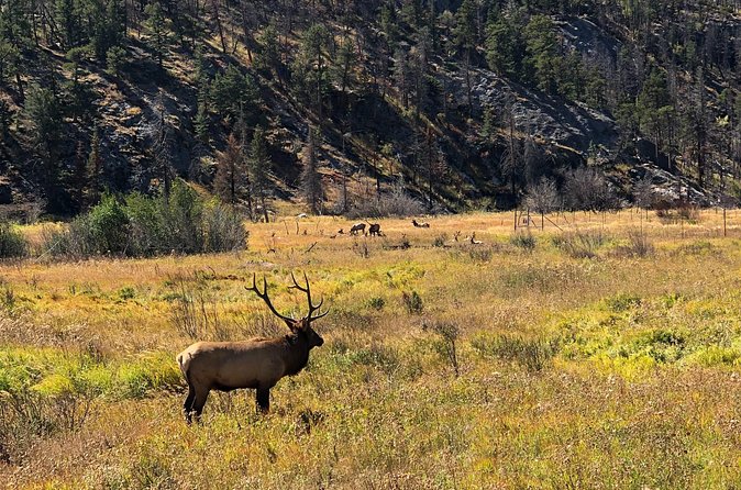 Fall Private Elk Rut Rocky Mountain National Park Tour - Old Fall River Road vs Trail Ridge Road: Big Views, Seasonal Switch