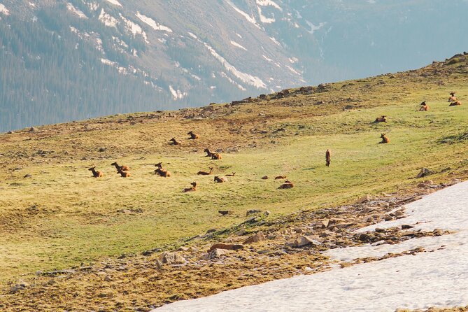 Fall Private Elk Rut Rocky Mountain National Park Tour - Alpine Visitor Center: The Highest Stop, With Time to Breathe