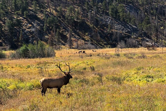 Fall Private Elk Rut Rocky Mountain National Park Tour - Moraine Park Museum Finish: Watching Elk Up Close to Sunset