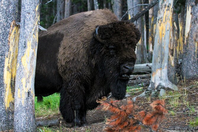 Family Friendly Private Tour at Yellowstone National Park w/Lunch - What this private Yellowstone day feels like on the ground