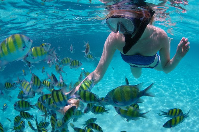 Freeport Snorkeling Peterson Cay National Park and Hotel Day Pass - Quick Take: What Matters Most on This Trip