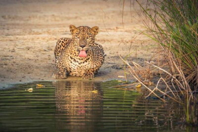 From Anuradhapura: Wilpattu National Park Half-Day Safari - Hotel pickup and the Anuradhapura-to-Wilpattu drive