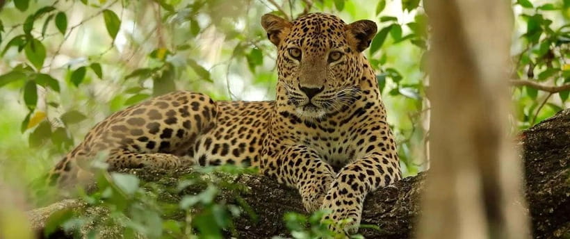 From Anuradhapura: Wilpattu National Park Half-Day Safari - Wildlife you’re hoping to see (and the real odds)