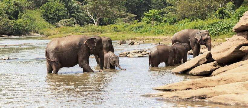 From Anuradhapura: Wilpattu National Park Half-Day Safari - Your guide’s role: spotting, explaining, and behaving