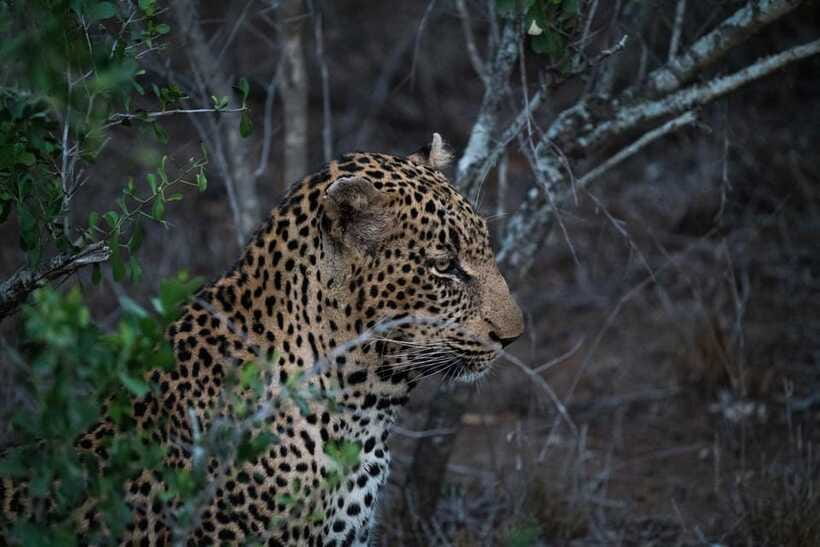 From Anuradhapura: Wilpattu National Park Half-Day Safari - Price and value: $95 plus the park entrance fee