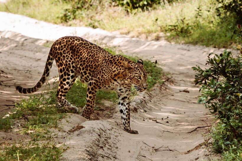 From Anuradhapura: Wilpattu National Park Half-Day Safari - Who this safari suits best (and who should skip)