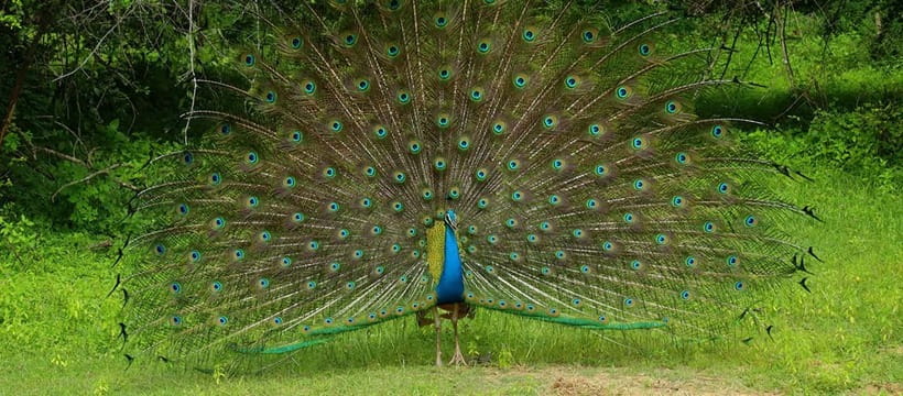 From Anuradhapura: Wilpattu National park Safari - Key things I’d watch for before you go