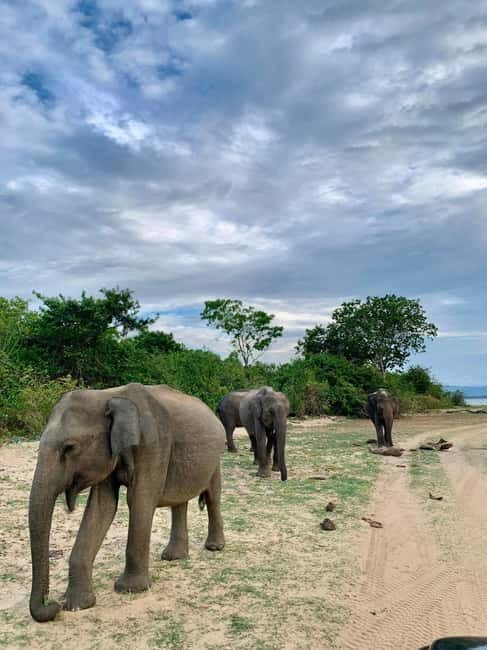 From Anuradhapura: Wilpattu National park Safari - Getting to Wilpattu: the transfer that sets the tone