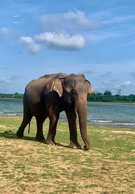 From Anuradhapura: Wilpattu National park Safari - The main wildlife targets: leopards, elephants, sloth bears (and the realistic odds)