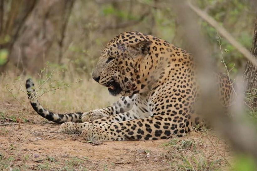 From Anuradhapura: Wilpattu National park Safari - Lakes, forest, grasslands: what each stop really changes